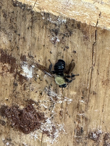 Unknown species found near Edith L. Moore Nature Sanctuary, Houston, TX, US