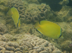 Chaetodon citrinellus