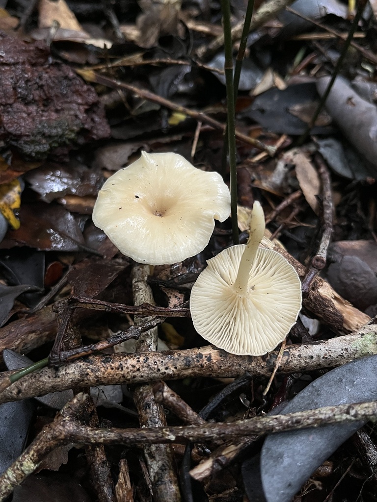 Clitocybula dusenii · March 2026 · photo: © sur_endemico (iNaturalist, cc-by-nc)