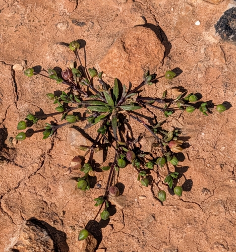 Sea Pearlwort (Sagina maritima)