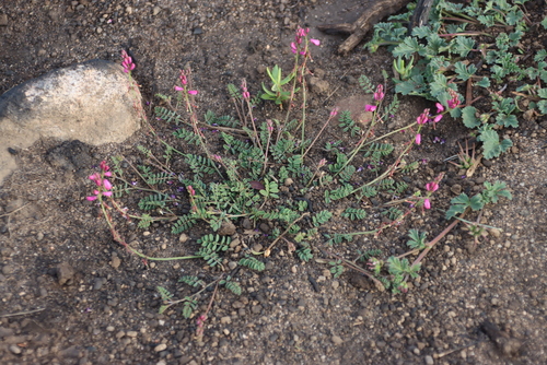 Indigofera humifusoides MS (Indigofera humifusoides)