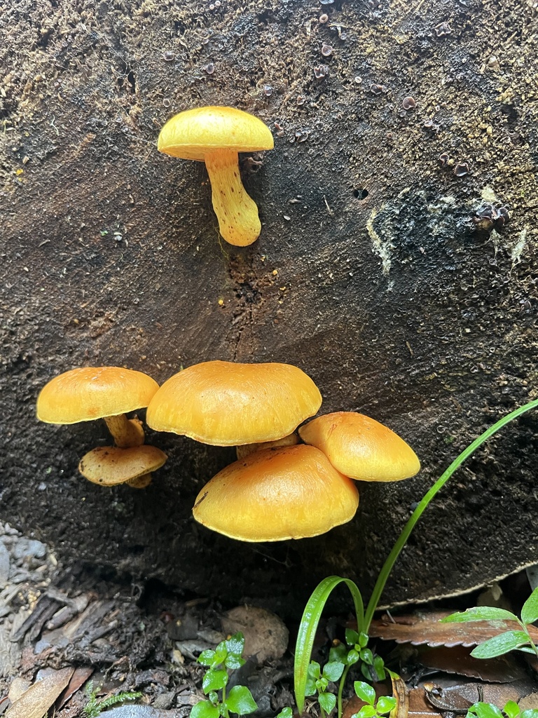 Gymnopilus chilensis · March 2026 · photo: © sur_endemico (iNaturalist, cc-by-nc)