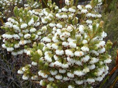 Erica cumuliflora