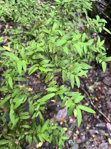Myrceugenia parvifolia