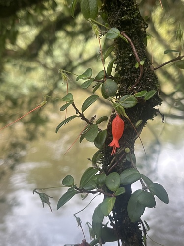 climbing Chilean pitcher flower (Sarmienta scandens)