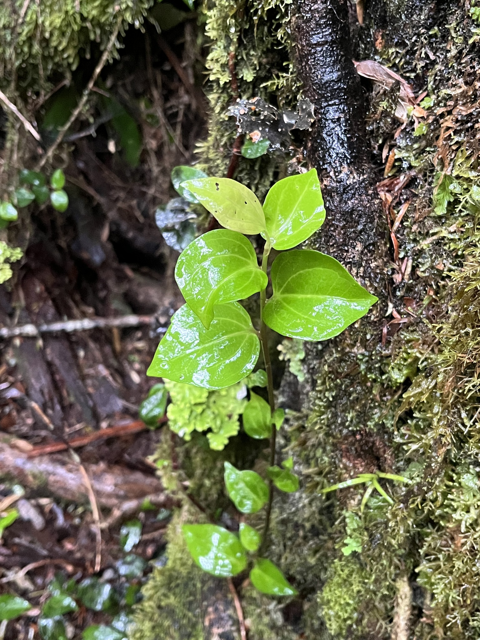 Griselinia racemosa