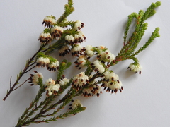 Erica cumuliflora