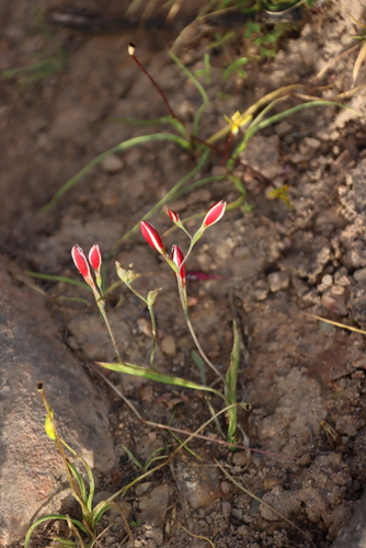 Hesperantha cucullata, photograph 4