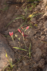 (c) Tony Rebelo, some rights reserved (CC BY-SA) Hesperantha cucullata, photograph (c) Tony Rebelo, some rights reserved (CC BY-SA)