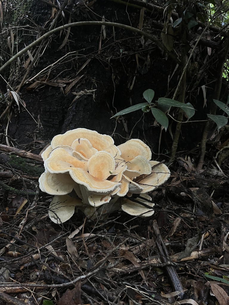 Bondarzewia guaitecasensis · March 2026 · photo: © sur_endemico (iNaturalist, cc-by-nc)