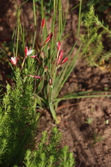 (c) Tony Rebelo, some rights reserved (CC BY-SA) Hesperantha cucullata, photograph (c) Tony Rebelo, some rights reserved (CC BY-SA)