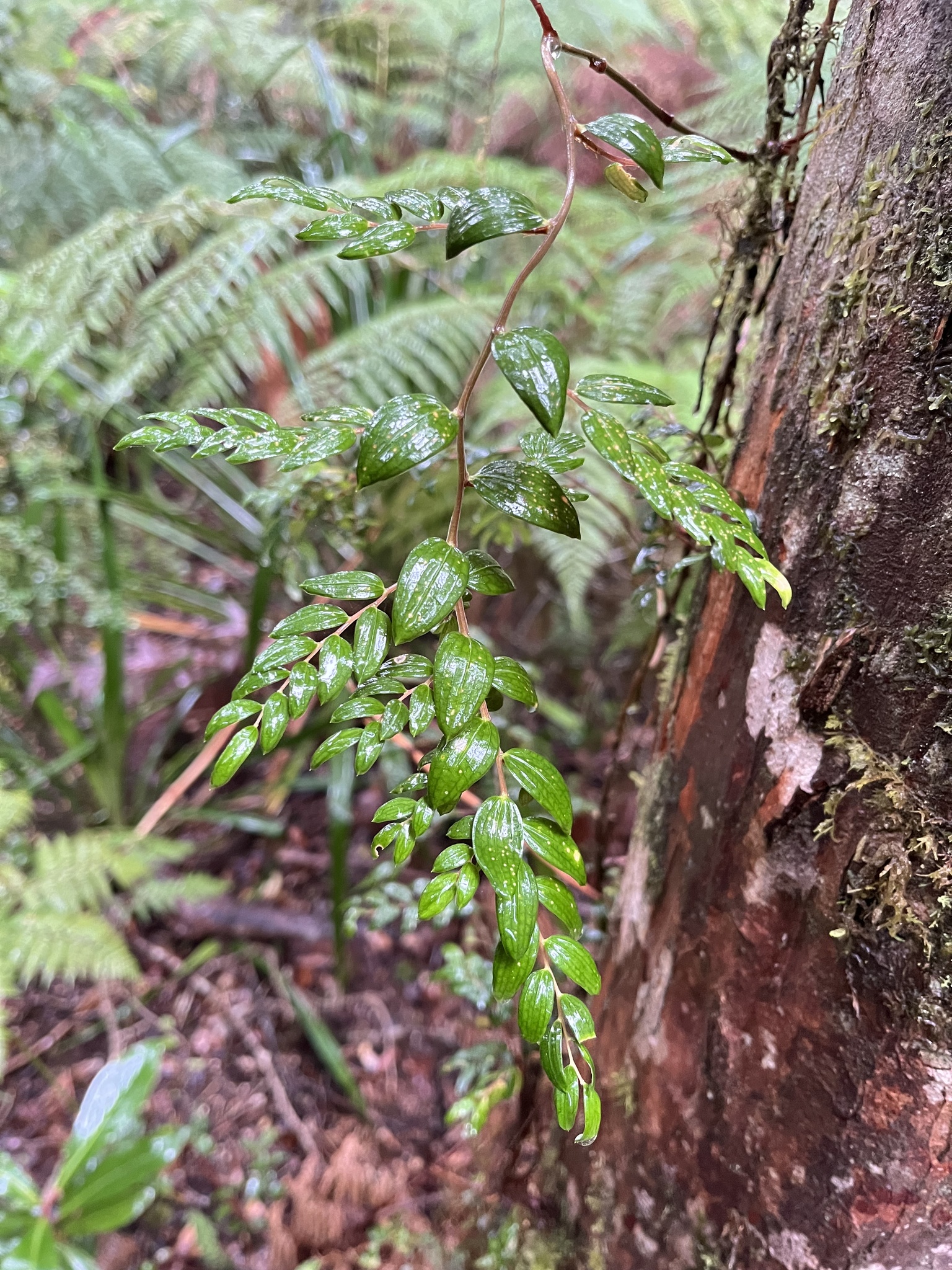 Luzuriaga polyphylla