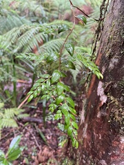 Luzuriaga polyphylla, photograph (c) Pablo Silva, some rights reserved (CC BY)