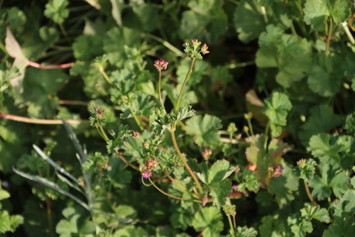 Hantams Storksbill (Pelargonium gilgianum)