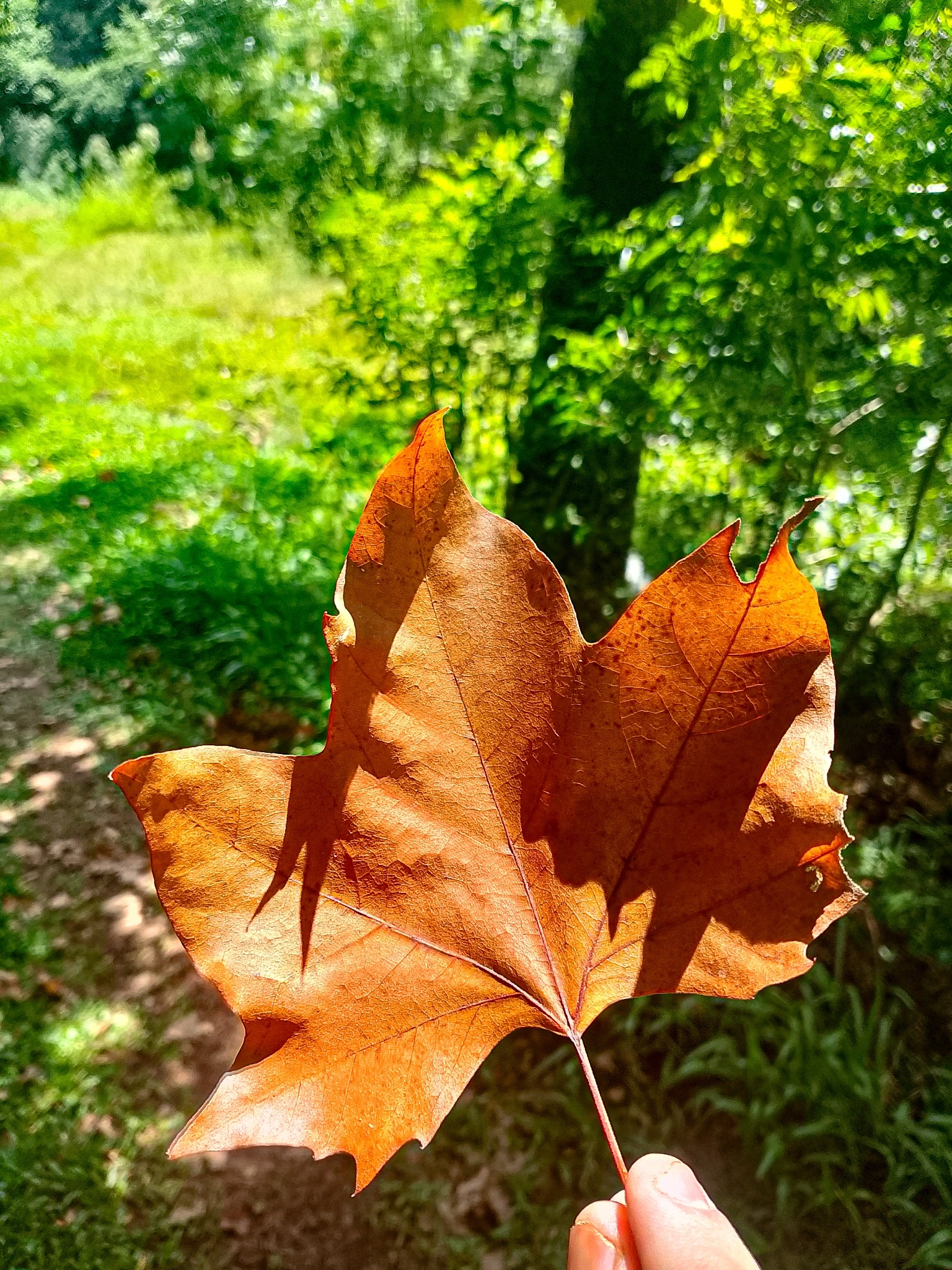 Platanus hispanica