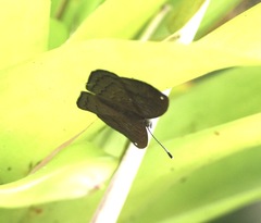Voltinia umbra