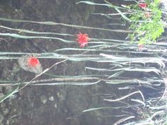 Heliocereus speciosus