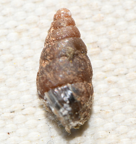 Merdigera obscura