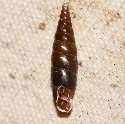 Cochlodina laminata