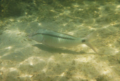 Parupeneus barberinus