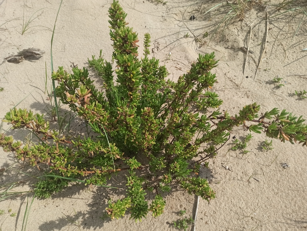 Golden Samphire