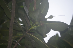 Barringtonia asiatica