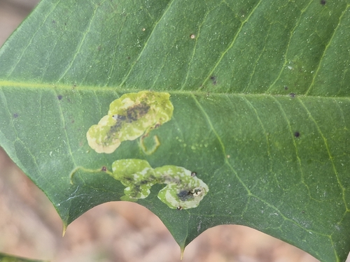 Unknown species found near California, MD, USA