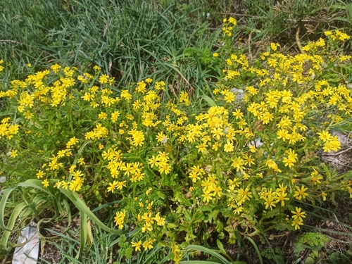 Chamomile-leaved Groundsel