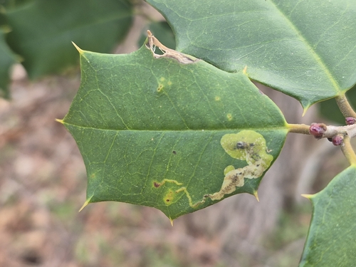 Unknown species found near California, MD, USA