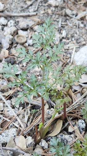 Parish's umbrellawort (Tauschia parishii)