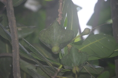 Barringtonia asiatica