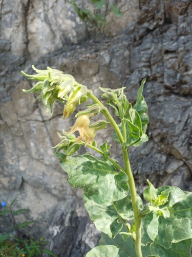 Peruvian tobacco (Nicotiana glutinosa)