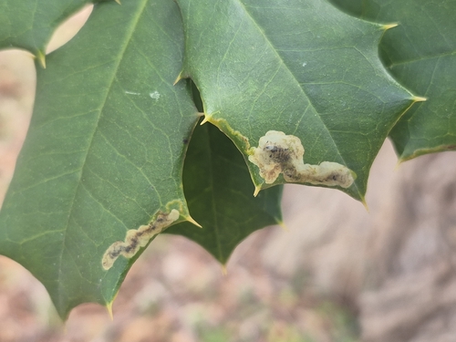 Unknown species found near California, MD, USA