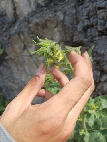 Nicotiana glutinosa, photograph 4