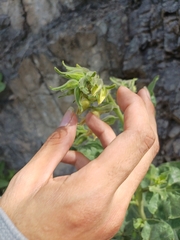 Nicotiana glutinosa, photograph (c) Monics Paredes, some rights reserved (CC BY)