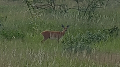 Raphicerus campestris steinhardti