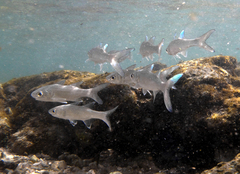 Striped Threadfin photo 1