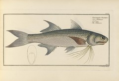 Striped Threadfin photo 3