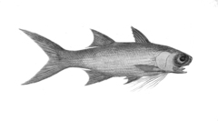Striped Threadfin photo 4