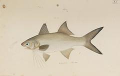 Striped Threadfin photo 5