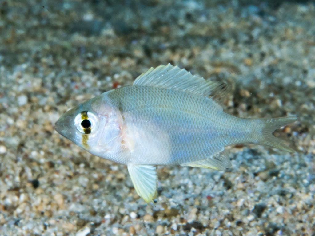 Grey Large-Eye Bream