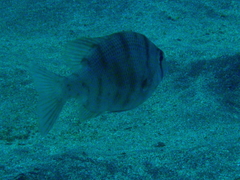 Grey Large-Eye Bream photo 2