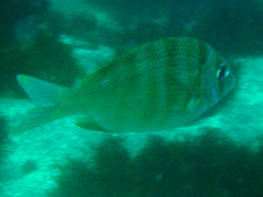 Grey Large-Eye Bream photo 3