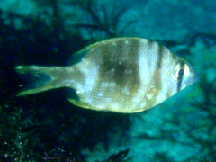 Grey Large-Eye Bream photo 4