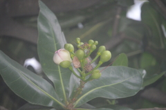 Barringtonia asiatica