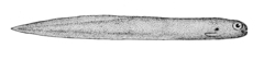 Midwater Eelpout photo 2