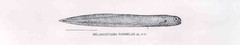 Midwater Eelpout photo 3