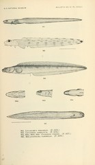 Midwater Eelpout photo 4