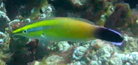 Redlip Cleaner Wrasse photo 3