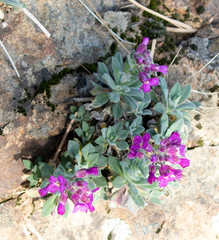 Boechera breweri breweri